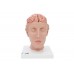 model ludzkiego mózgu z tętnicami u podstawy głowy, 8 części - 3b smart anatomy - 1017869 [c25] 3b scientific modele anatomiczne 3